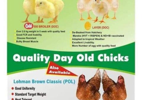 OLAM CHIKUN, ULTIMA FEEDS AND RICE MILL